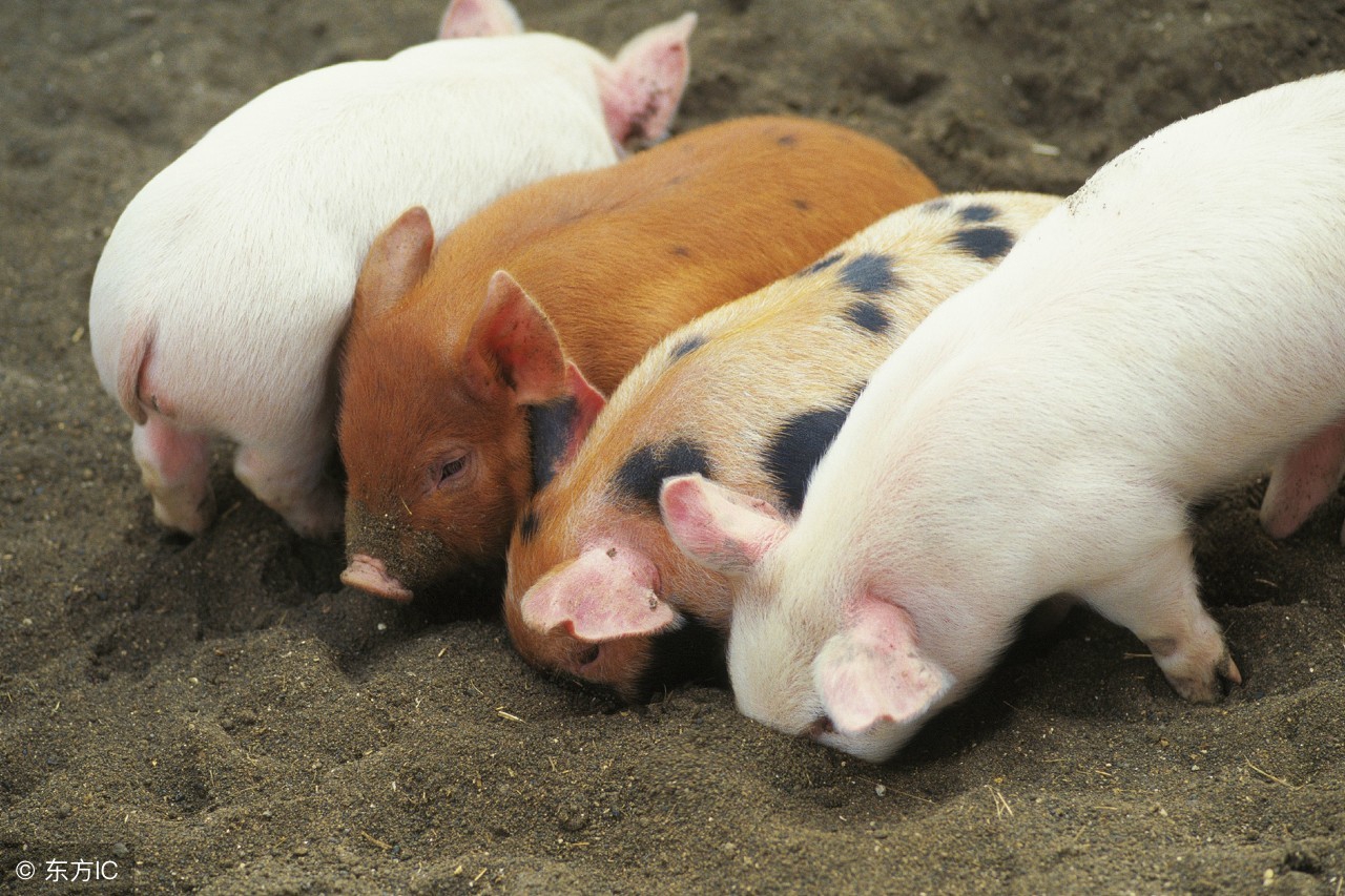 猪场治疗常见疾病的配方,猪场常见病用药