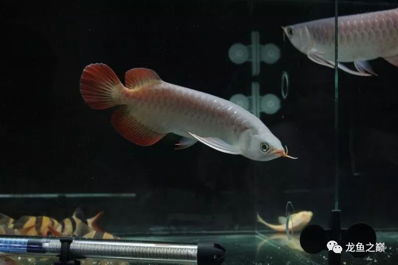 28-30公分龙鱼怎么喂养,龙鱼喂食能混合么