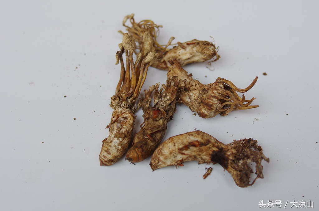 相机记录德昌端午节19年传统端午在大凉山非常火爆今年县政府主办值得期待