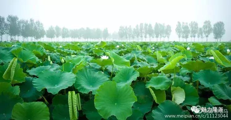 全球李氏祭祖大典隆尧,隆尧李氏恳亲大会直播视频