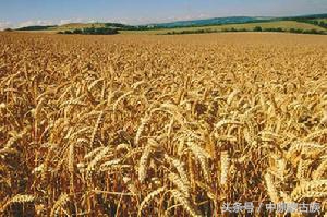 新疆农六师芳草湖总场,新疆农六师芳草湖