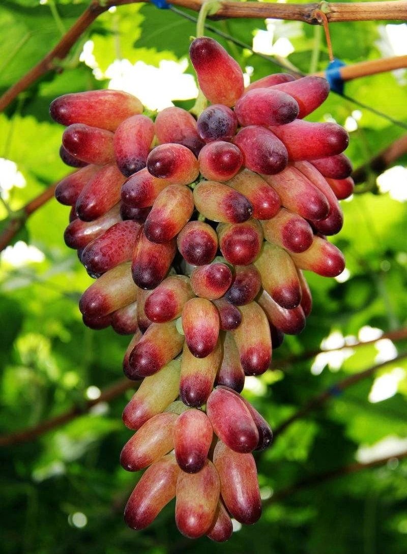 南疆最好吃的瓜果,新疆瓜果什么最好吃又便宜