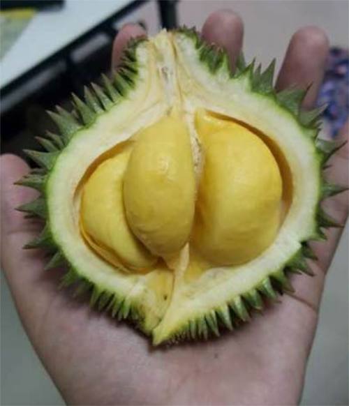 吃泰国的小榴莲,正宗泰国榴莲味香蕉