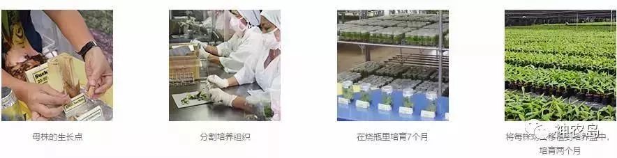 dole閮戒箰鏅哄埄瑗挎,dole閮戒箰闈掑矝