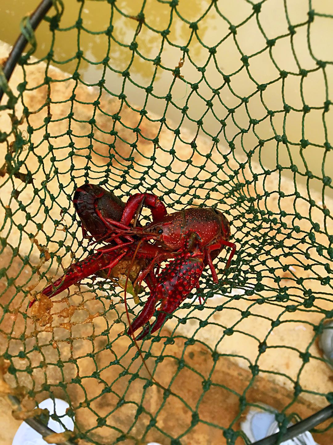 昂立英语线上课程,昂立少儿英语课