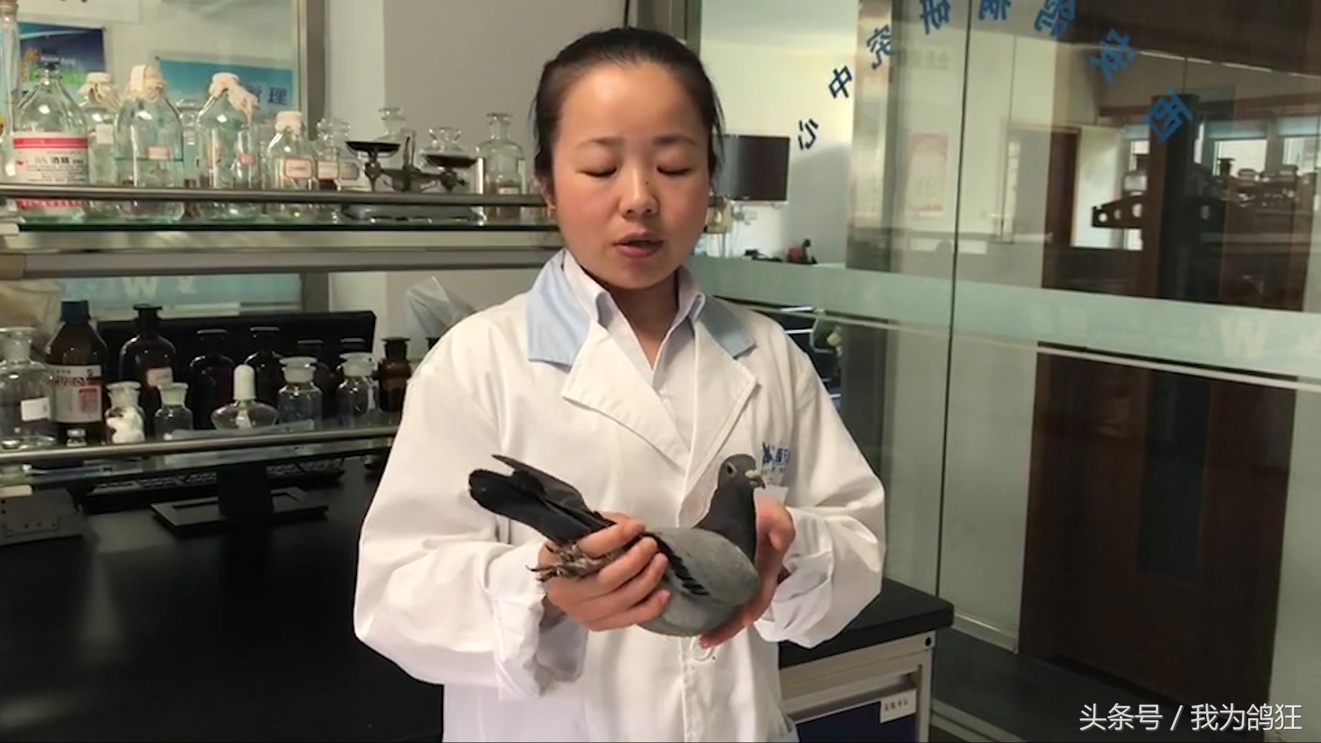 赛鸽医院专家三天治愈病幼鸽赛手重上赛场祝它赛场摘金夺银