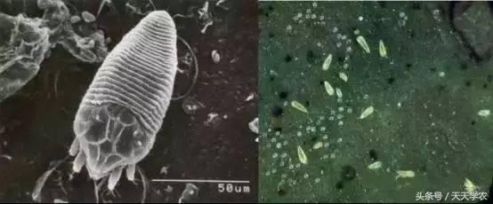 柑橘锈壁虱危害果实到几月,柑橘的虫害锈壁虱有哪几种特效药