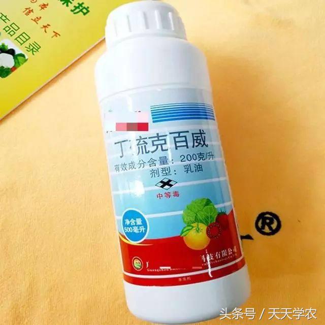 黑皮果锈壁虱,锈壁虱的黑皮能掉吗