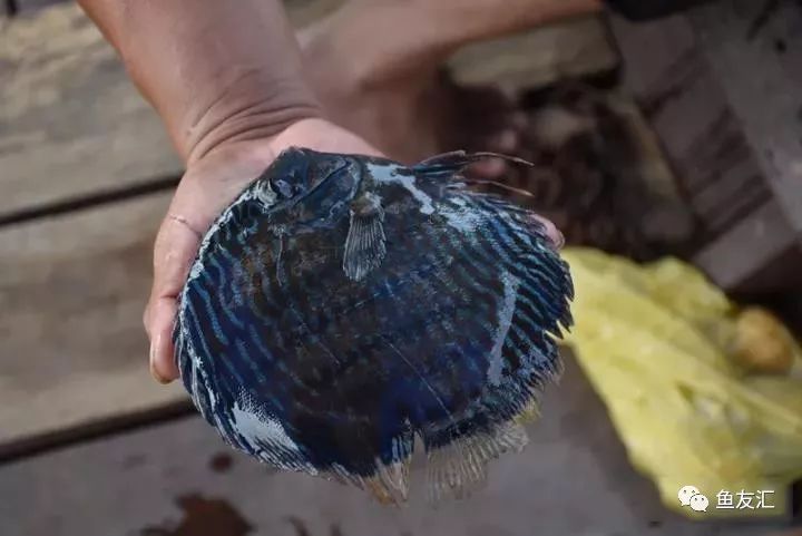 特隆贝塔如何饲养,特隆贝塔半皇与红彩区别