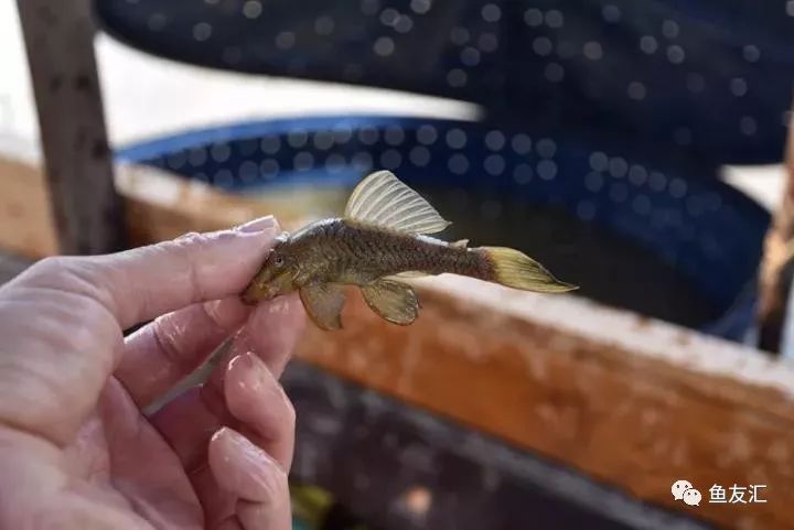 特隆贝塔如何饲养,特隆贝塔半皇与红彩区别