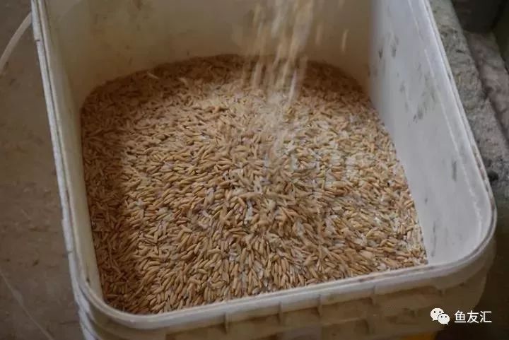 特隆贝塔如何饲养,特隆贝塔半皇与红彩区别