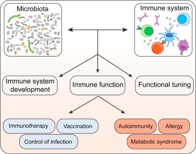 益生菌再认识，它是如何调节小儿免疫的？