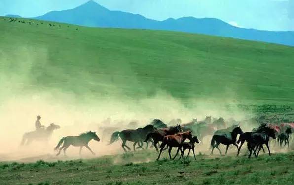 甘肃张掖军马场旅游 (张掖最好的军马场)