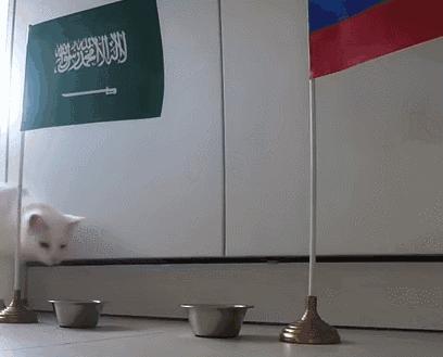 谁说伪球迷预测不了真胜利？是时候让你的猫狗拉你一把！