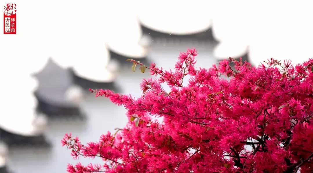 世界杯任意球大赛贝克汉姆,贝克汉姆罗纳尔多世界杯