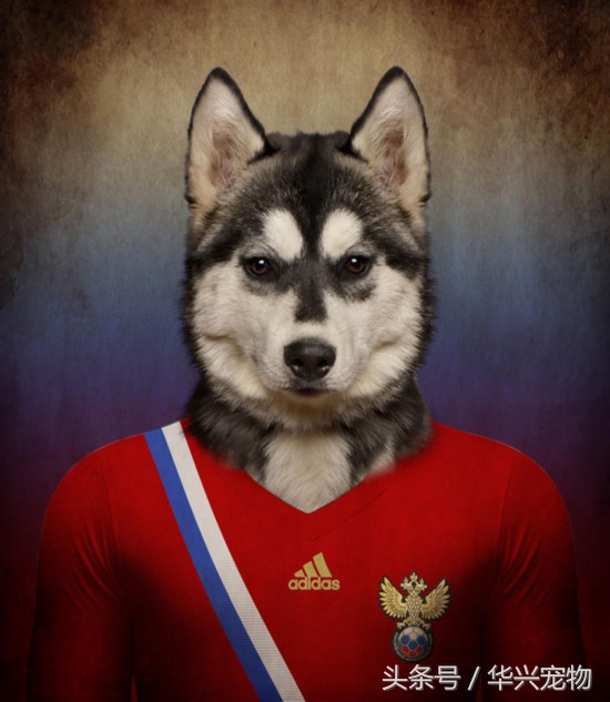 世界杯足球狗狗闯入赛场,足球世界杯狗狗视频