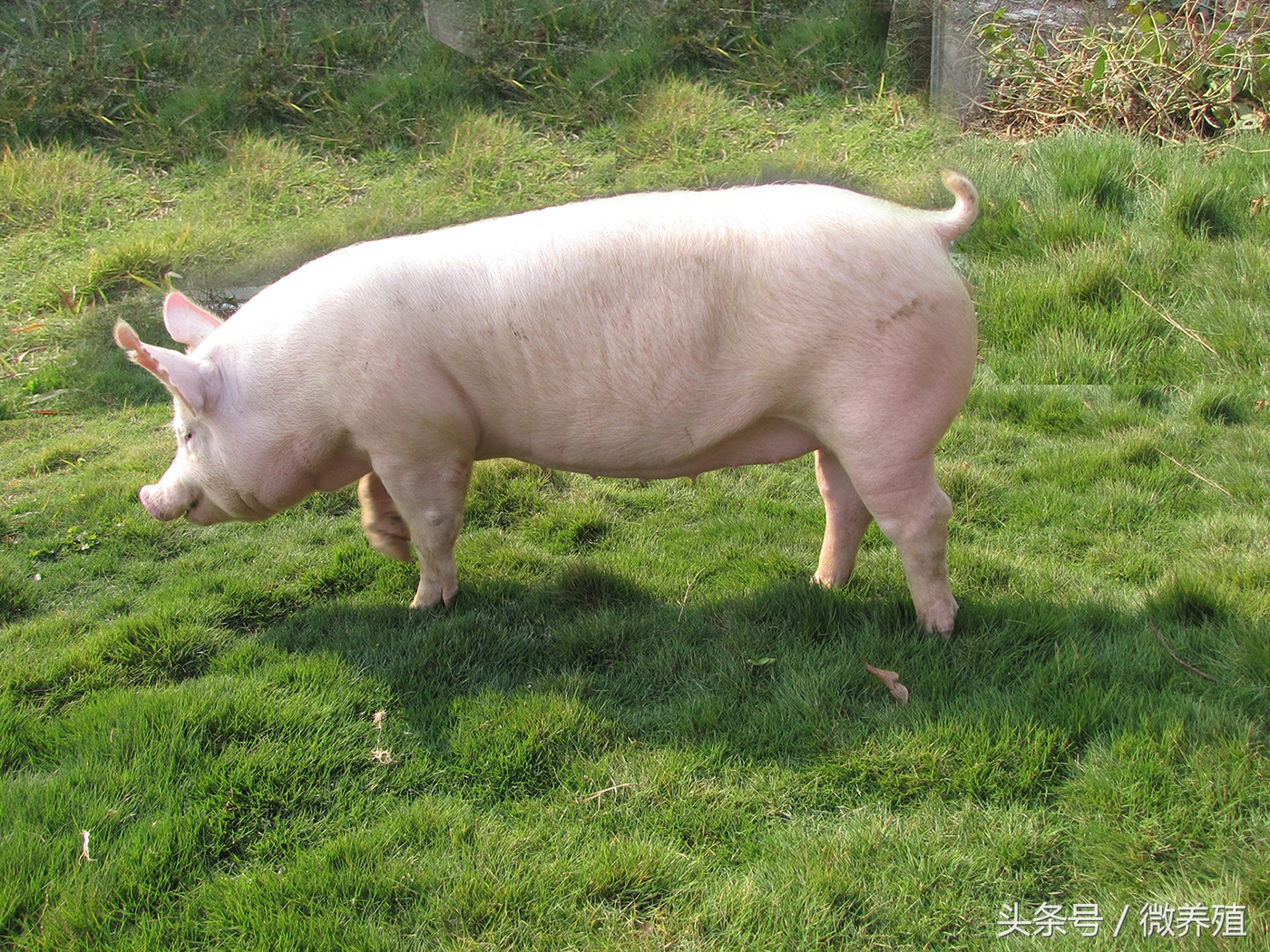 妊娠母猪的饲养管理要点有哪些,怀孕母猪后期饲养管理