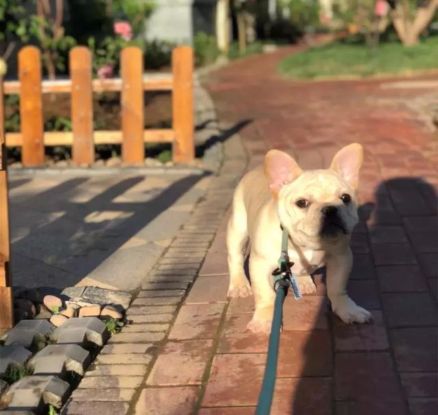 法牛刚到新家,法牛害怕主人没跟上自己