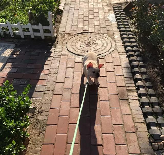 法牛刚到新家,法牛害怕主人没跟上自己