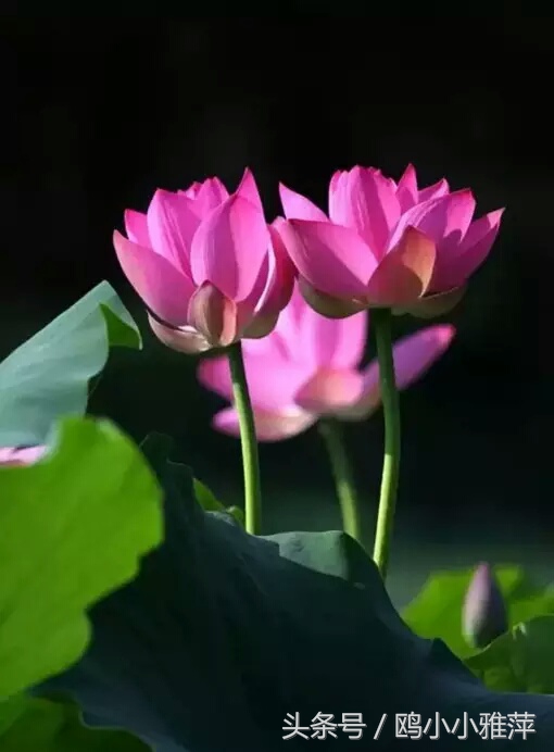 什么是红颜和蓝颜知己文字版,红颜蓝颜知己专属称号