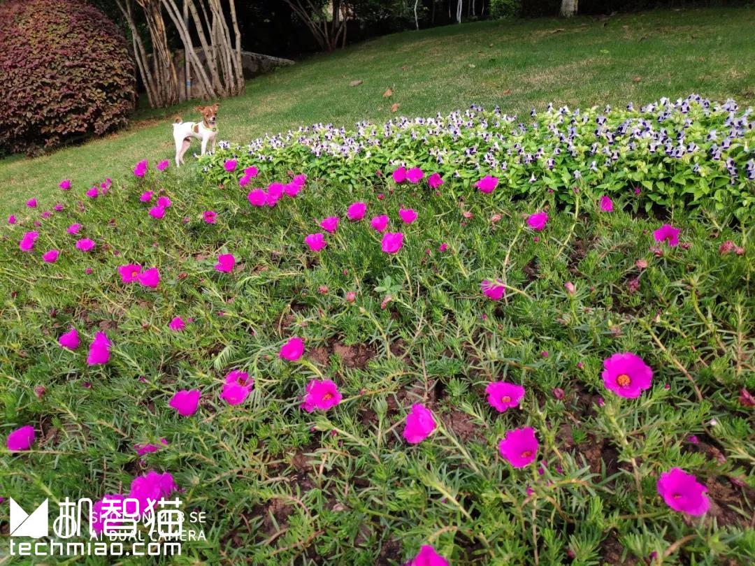 小米8SE体验：被低估的小米8“特别版”