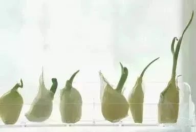 什么东西发了芽再吃成了抗癌冠军,发了芽再吃抗癌作用特别大