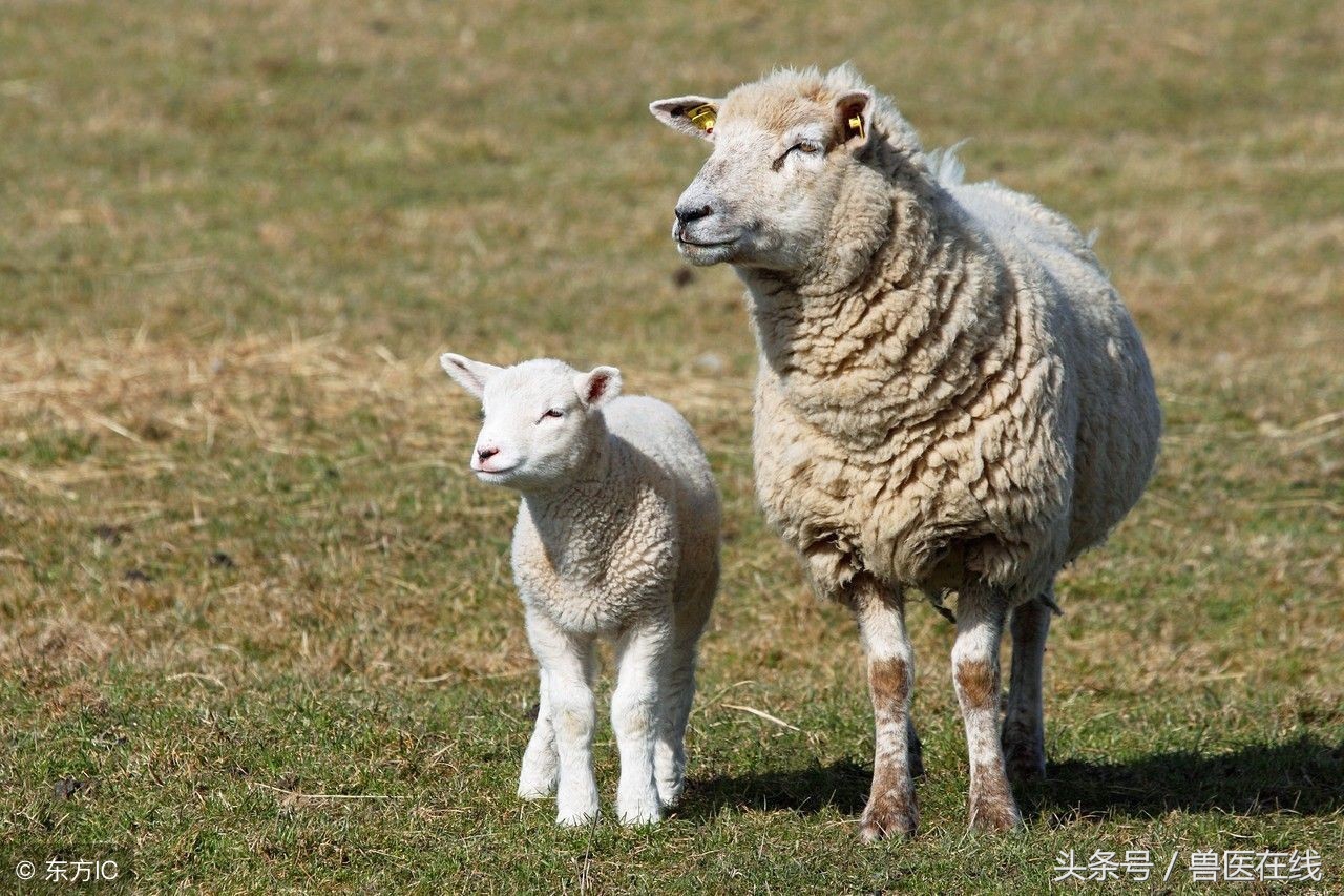 羊中暑了怎么办,预防羊中暑的最佳方法