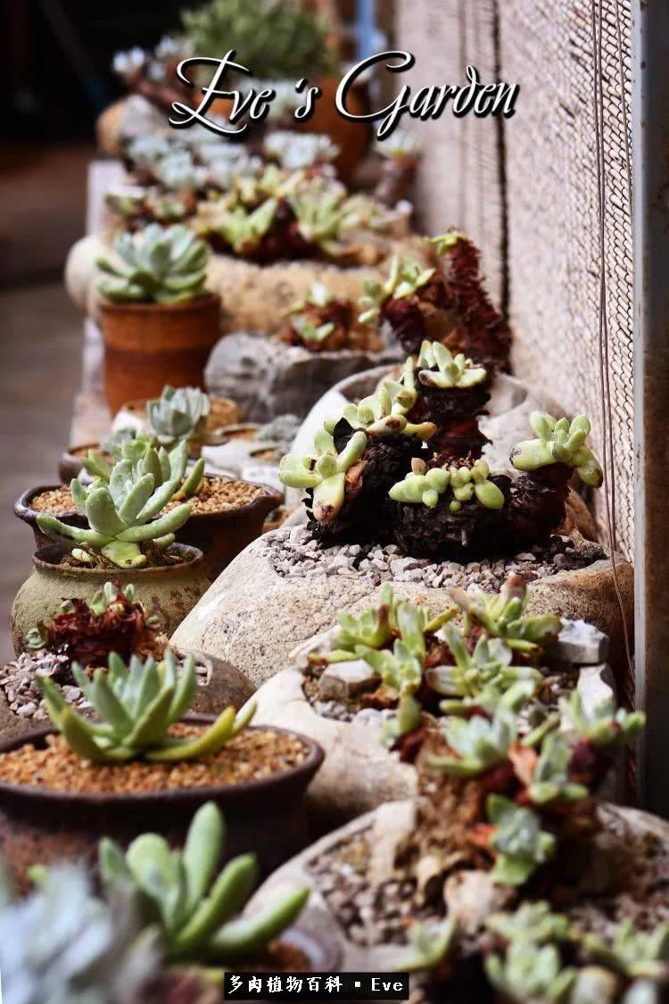 仙女杯多肉植物,拇指仙女杯也叫帕奇飞图吗
