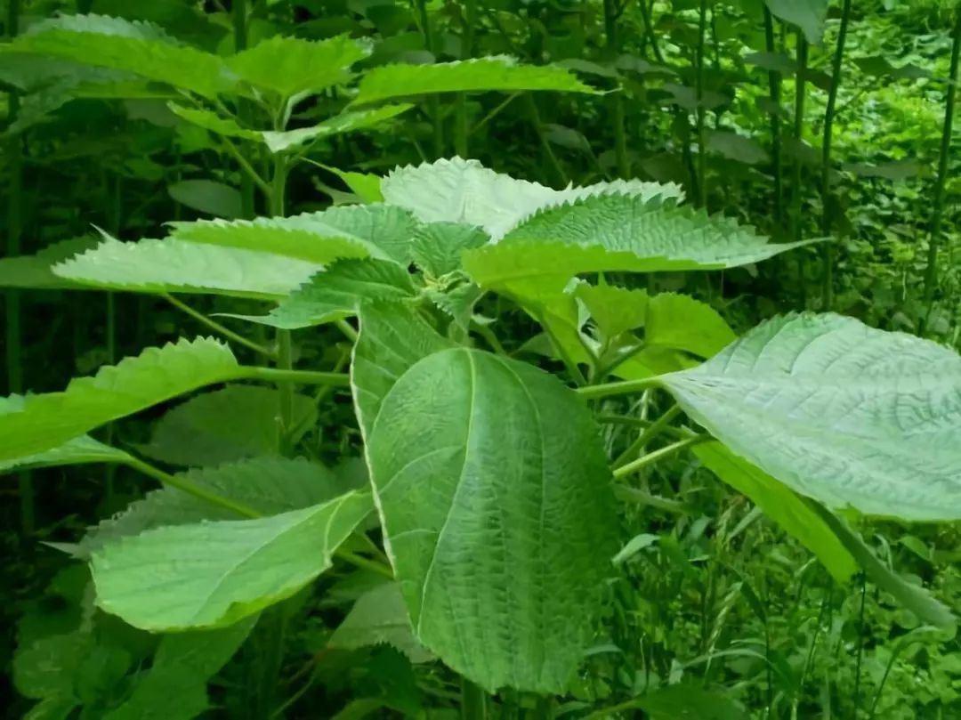 一条精选|中国人种这种草做成袜子,脚不臭了