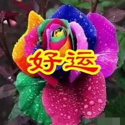 父亲节送给父亲什么花好,父亲节适合给爸爸送什么花