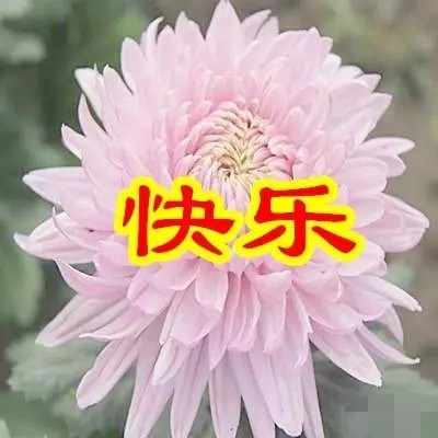 今日父亲节，6朵吉祥的花送给天下所有的父亲，愿你们健康幸福