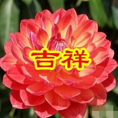 今日父亲节，6朵吉祥的花送给天下所有的父亲，愿你们健康幸福