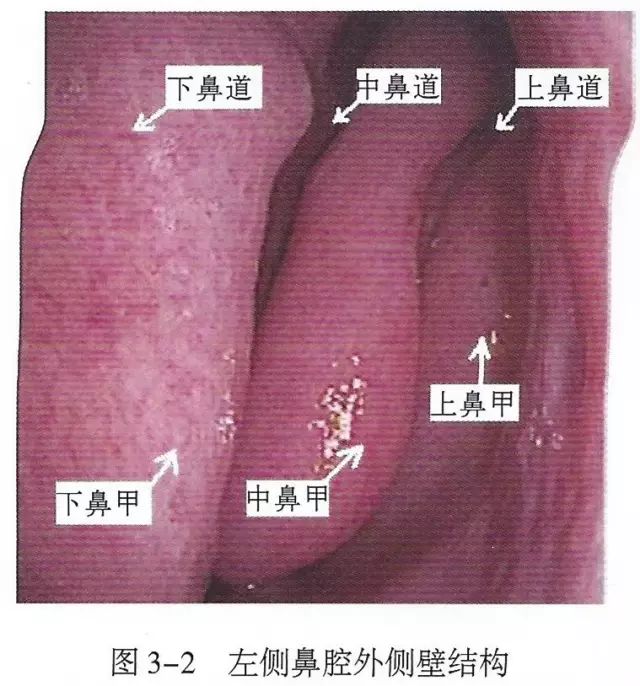 上呼吸道解剖视频教程,呼吸道生理与解剖课件