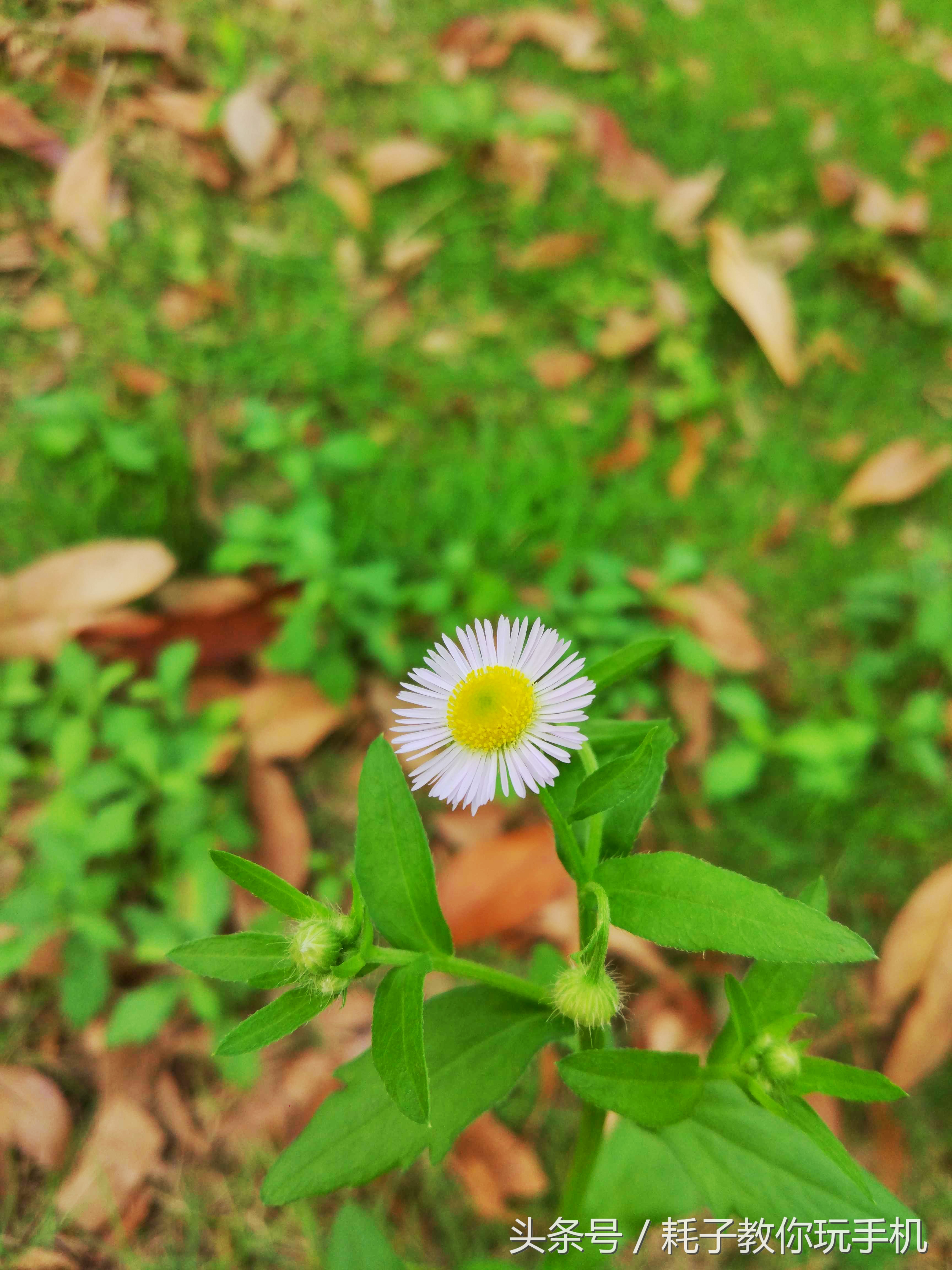 小米10升级miui14后的拍照咋样,小米5拍照为什么强