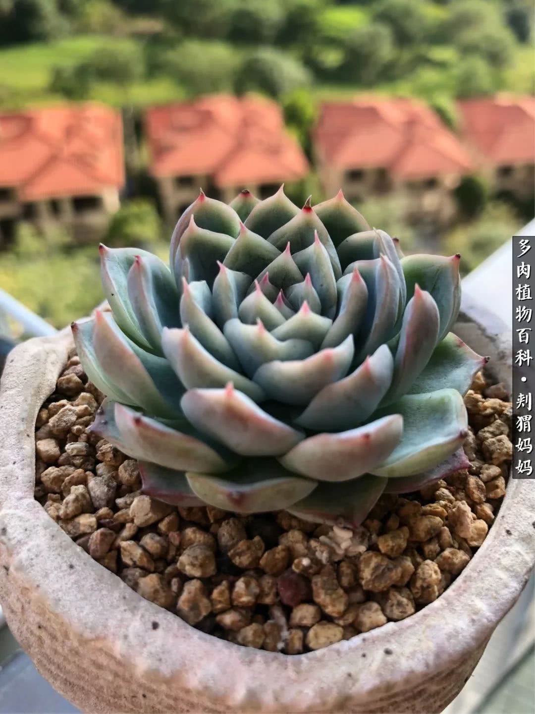 多肉如何度夏的方法,多肉夏天如何度夏