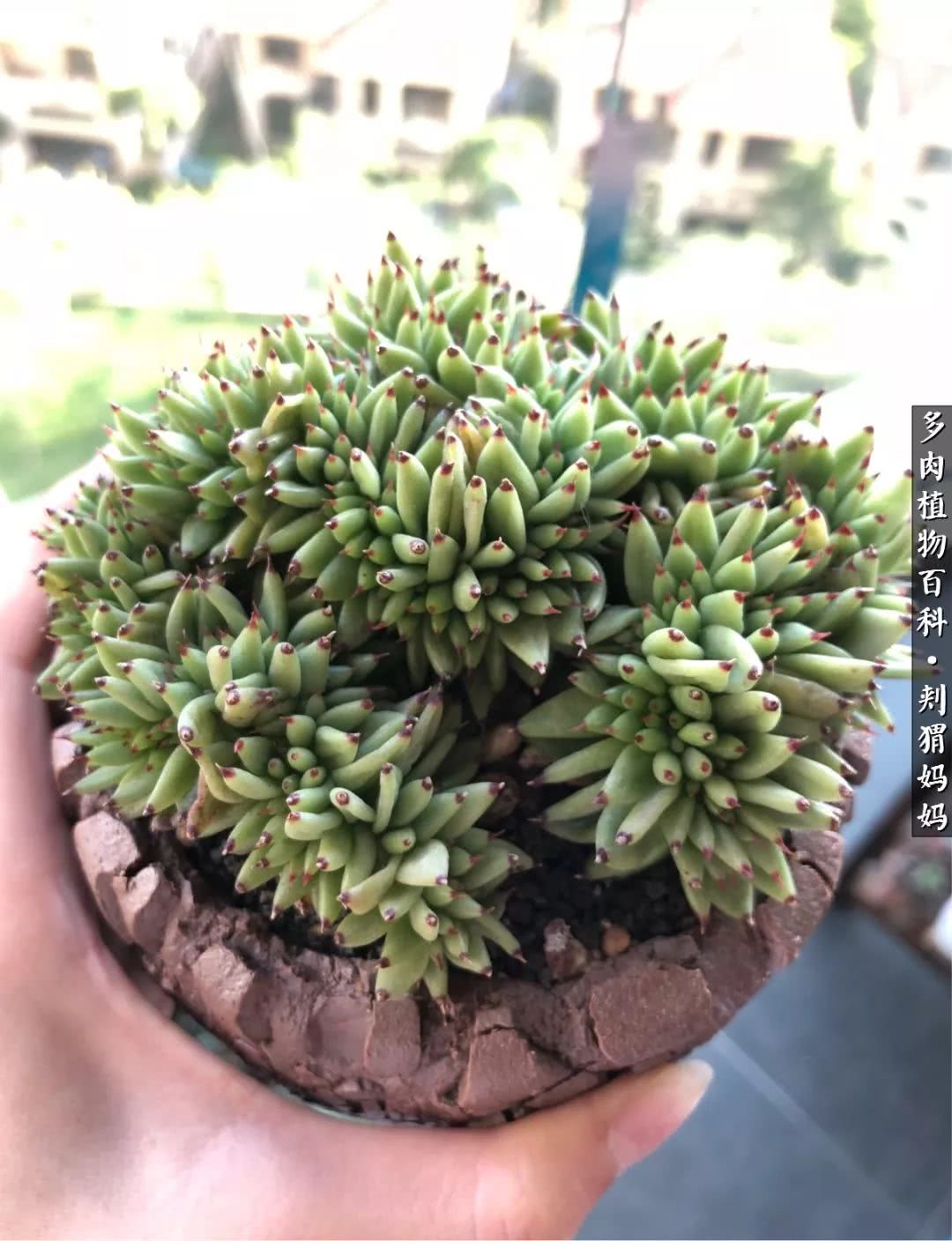 多肉如何度夏的方法,多肉夏天如何度夏