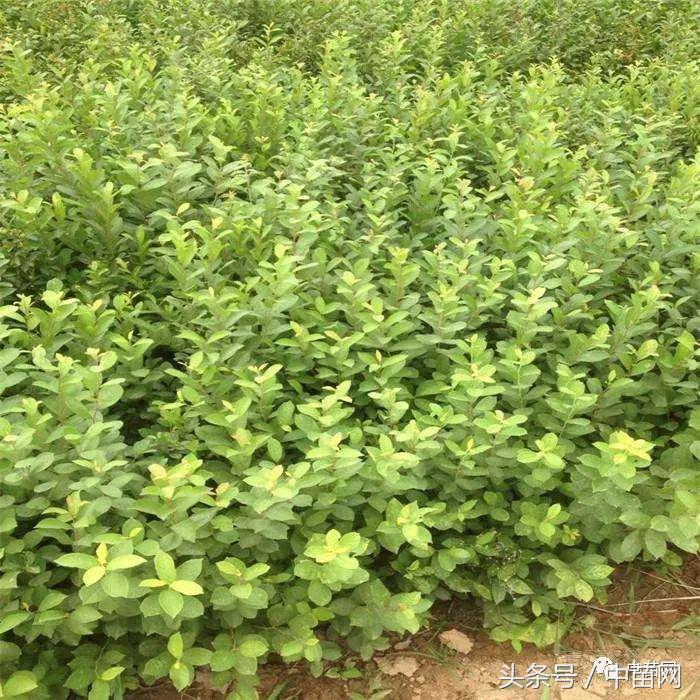 钙果都叫什么名,钙果稀有水果