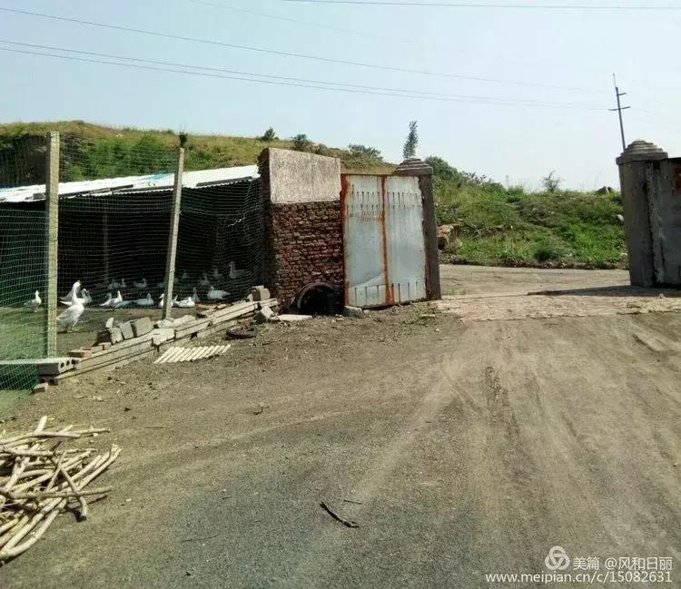 淄川龙山散养鸡,三山区散养土鸡场