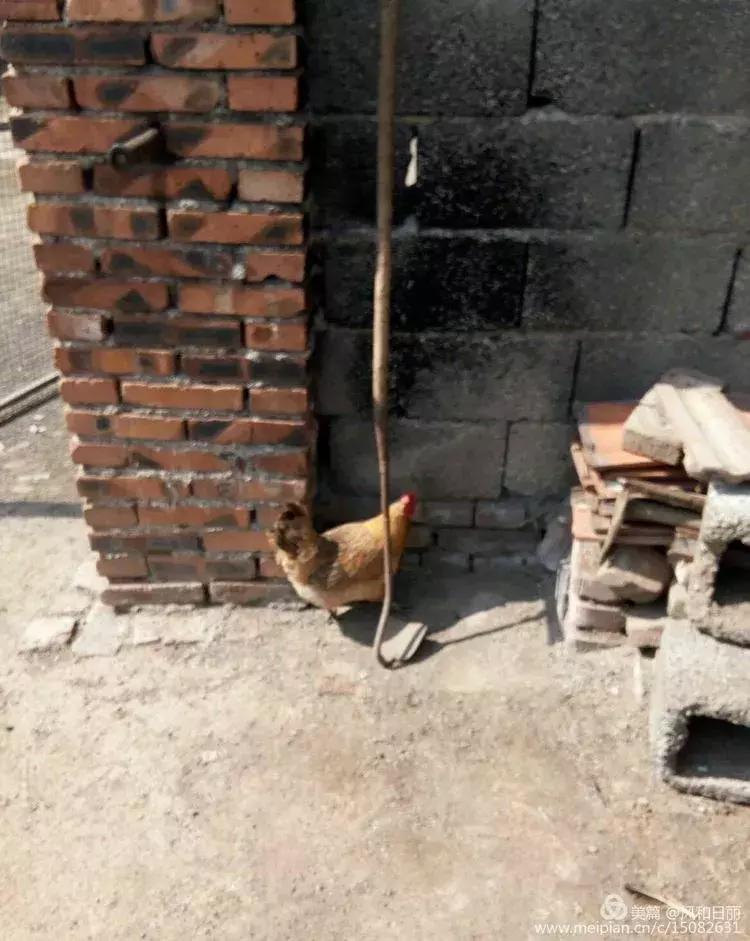 淄川龙山散养鸡,三山区散养土鸡场