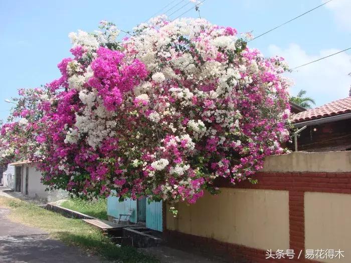 三角梅植物嫁接教程,多枝三角梅嫁接