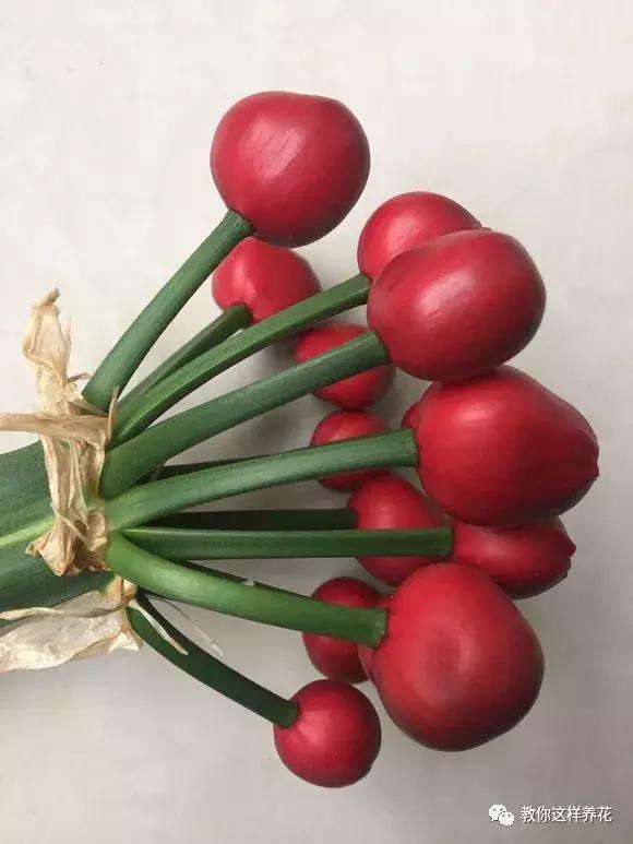 君子兰结的果实怎么处理,君子兰结籽后怎么处理