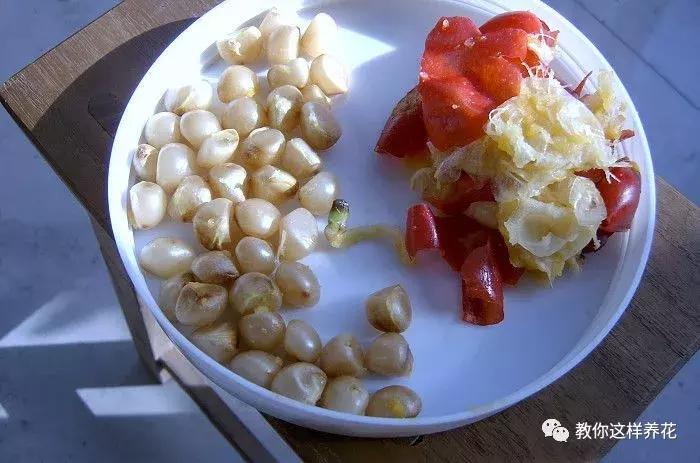 君子兰结的果实怎么处理,君子兰结籽后怎么处理