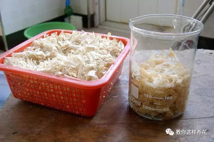 君子兰结的果实怎么处理,君子兰结籽后怎么处理