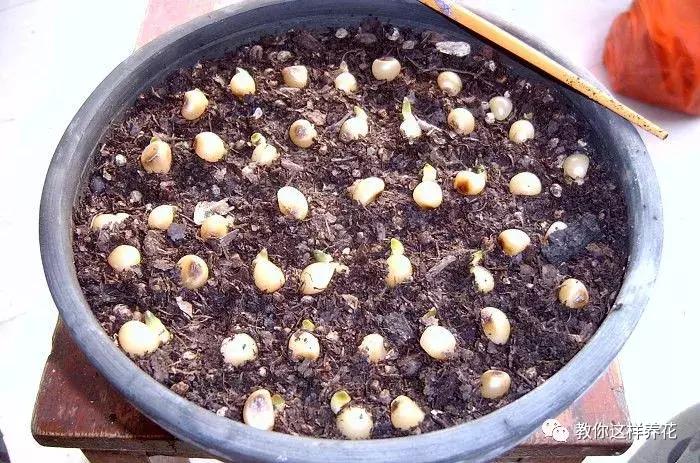 君子兰结的果实怎么处理,君子兰结籽后怎么处理