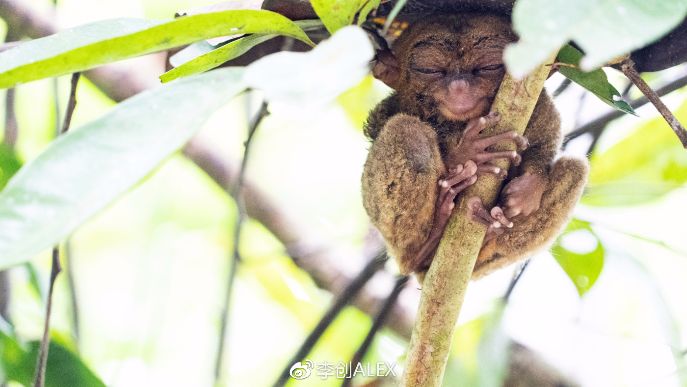飞宿务直航城市,宿务到内地的直航航班
