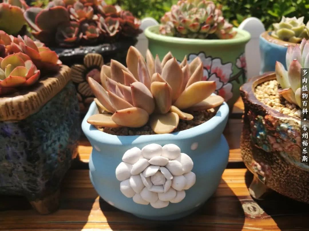 养多肉摒弃焦虑,包邮区不能养的多肉有哪些