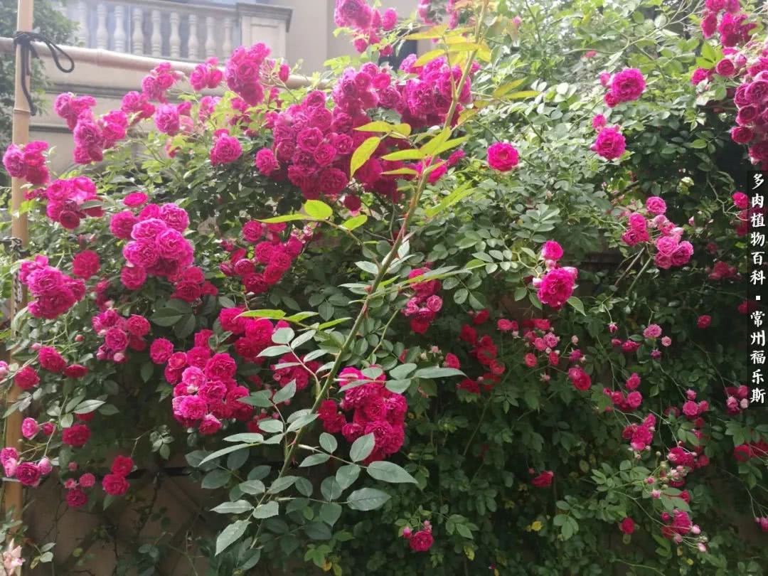 养多肉摒弃焦虑,包邮区不能养的多肉有哪些