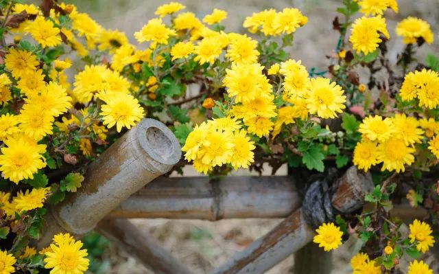 家中摆一盆,大病小病全走光!赶紧收藏!