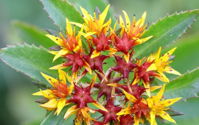 家里摆死灵芝盆栽,家人生病家里摆什么物件