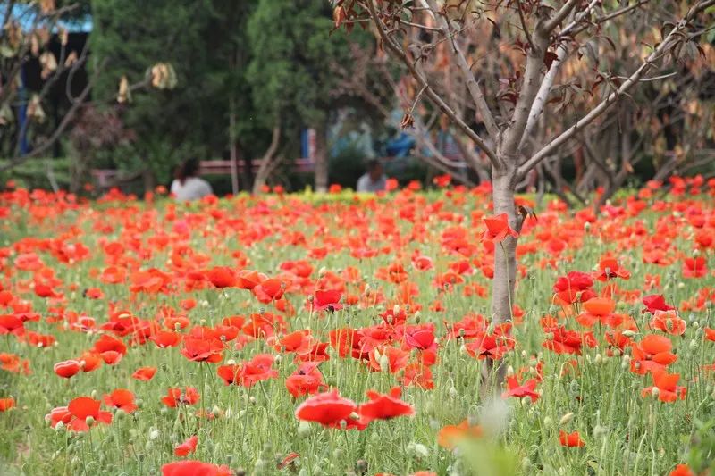 金宝游乐园最新消息,金宝乐园营业时间